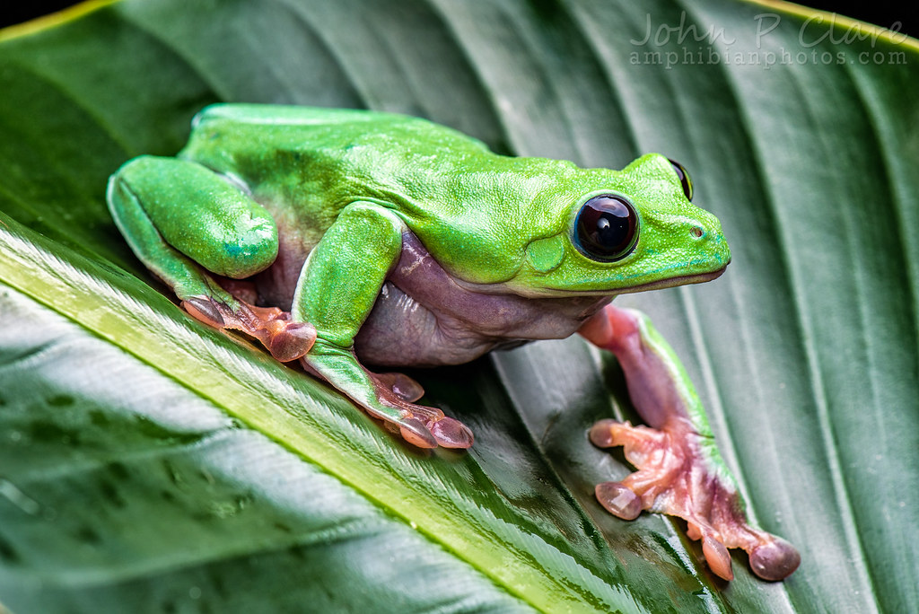 Black-Eyed Leaf Frog (Agalychnis moreletii)