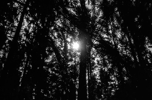 sun film analog forest konica 135 fp4 autoreflex ilfordfp4plus iso125 t3n 135film konicaautoreflext3n