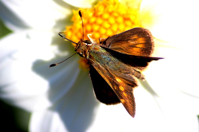 Moth And White Dahlia