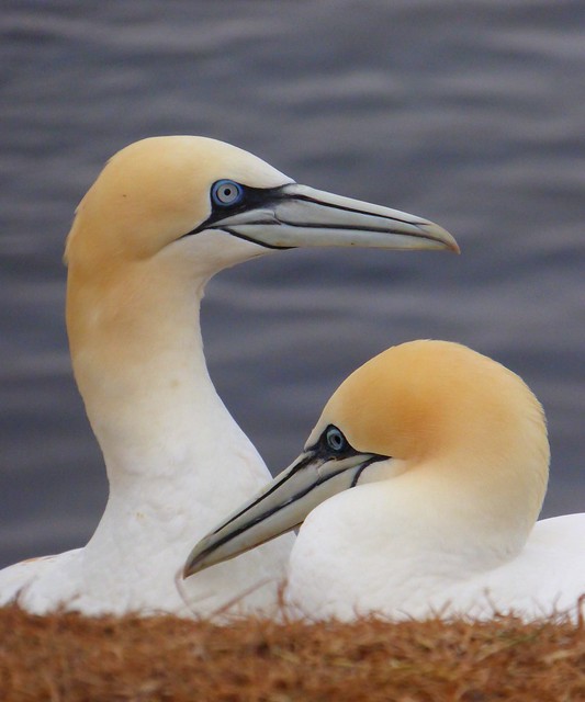 Northern Gannets on Helgoland, Germany