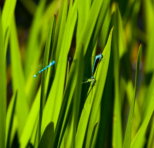 Common blue damselflies mating, resting on a leaf, another male nearby