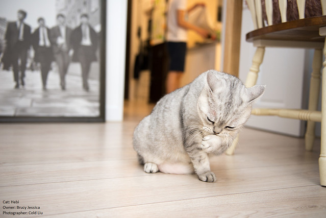 【寵物攝影】美國短毛貓 Hebi
