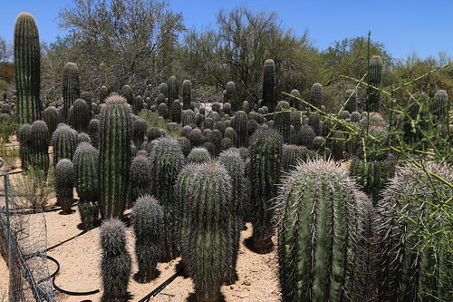arizona cactus plants cacti outdoors tucson naturallight saguaro desertplants canoneos70d bachscactusnursery