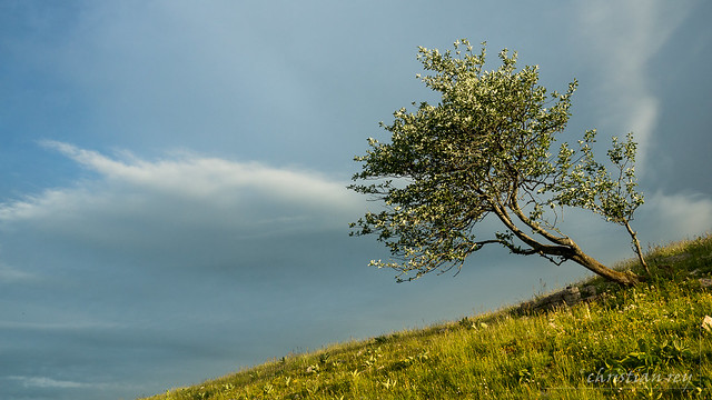 The tree, L'arbre (Creux du Van, Jura, Switzerland)