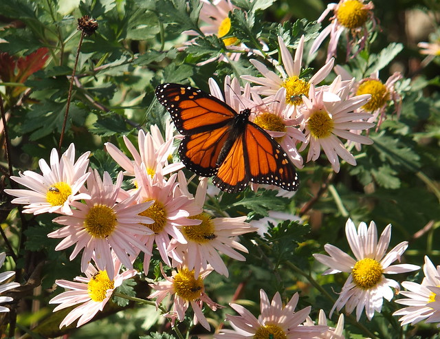 Monarch Butterfly in Northern Illinois on November 01, 2016 DSCF9543