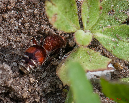 ant ants stmarks nwr hymenoptera mutillidae velvetants dasymutilla quadriguttata pompiloidea
