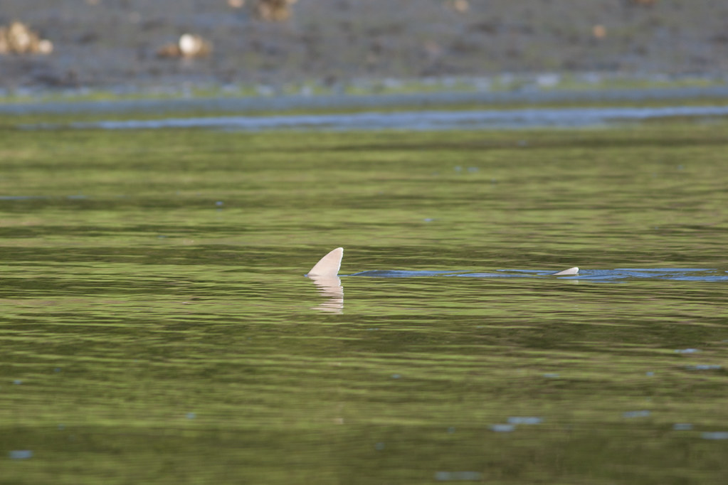Bonnethead Shark by Eric Heupel bonnethead shark