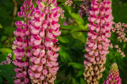 Garden lupins (2) | by frankmh