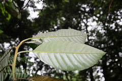 Eberhardtia aurata (Sapotaceae)