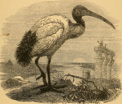 Paternoster