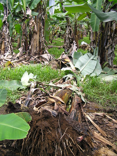 Toppling of banana caused by Radopholus similis (the burrowing nematode)