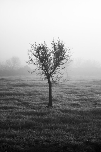 tree rain fog sunrise landscape blackwhite land dust nebbia albero rugiada pioggia biancoenero