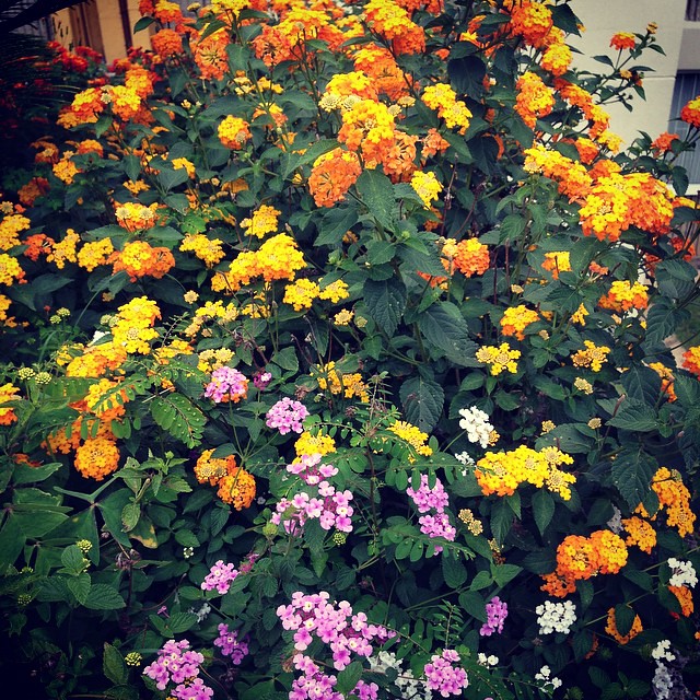 tango #rastrero #plantas #plants #flores #flowers atrae #… | Flickr