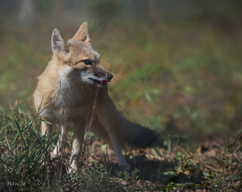 nikon stlouis missouri perkins fox d800 swiftfox ©copyright endangeredwolfcenter