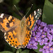 Flickr photo 'Vanessa cardui, Painted lady' by: David Illig.