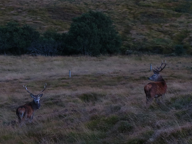 Rutting Stags (Having a Breather!)