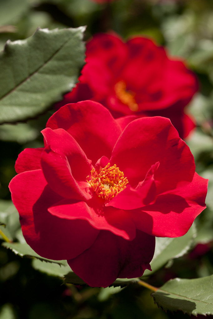 Shrub rose 'Miracle on the Hudson' a.k.a. 'Bartholomew' | Flickr