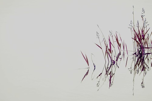 Imagination in Grasses and Fog | by In Memoriam: russell.tomlin
