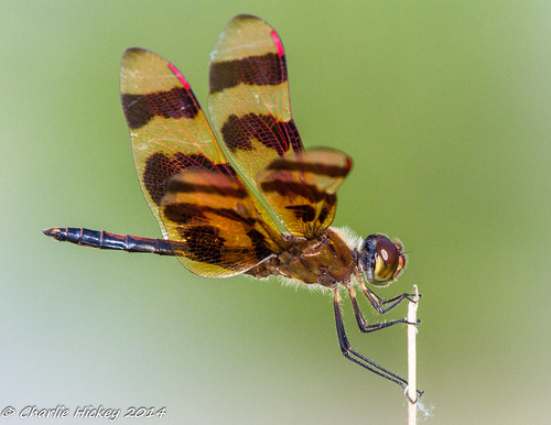 dragonfly pennsylvania berkscounty odonata libellulidae halloweenpennant celithemiseponina kaerchercreekpark epiprocata a2aj