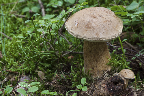 mushroom deutschland fungus brandenburg pilz tylopilusfelleus bitterbolete gemeinergallenröhrling