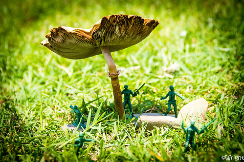 mushroom grass mushrooms army rocks toadstools playingwar plasticarmymen