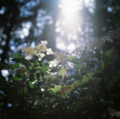 140629_000000_08 | by Tomo's papa