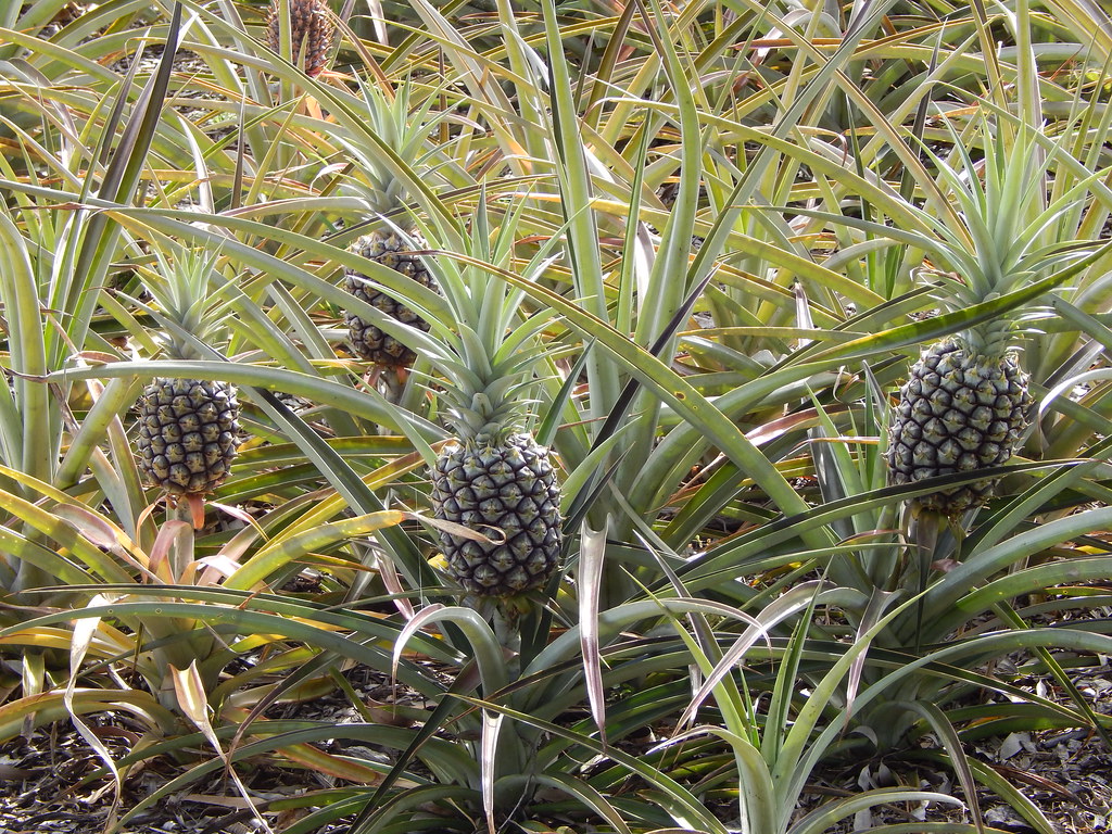 Pineapple Patch - Olinda, Maui