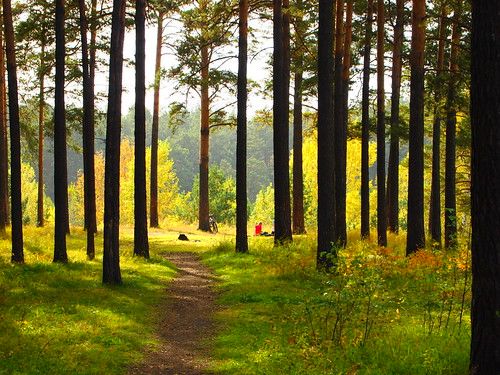 autumn nature forest landscape siberia novosibirsk осень природа лес пейзаж сибирь новосибирск