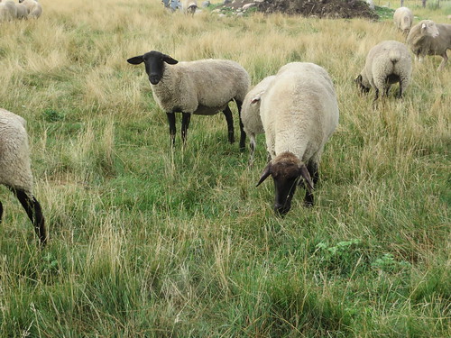 animals sheep mercercountynd kremnd