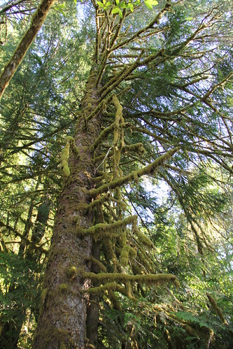 trees forest washington wa olympicnationalforest