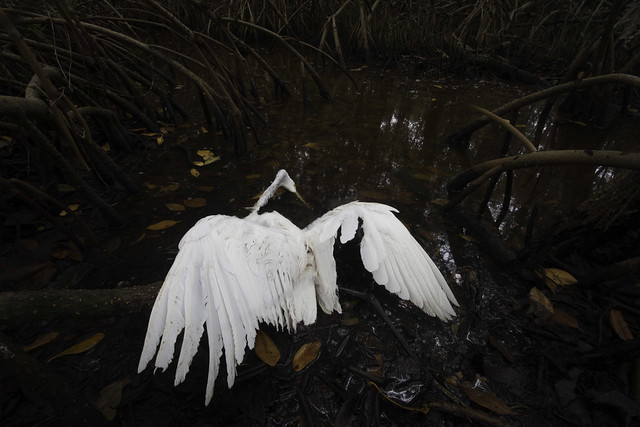 Dead Egret and Mangroves