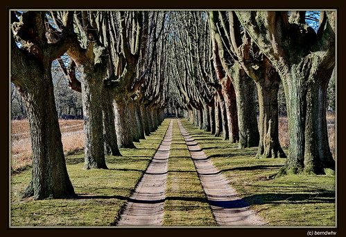 Ahornallee bei Driftsethe / Landkreis Cuxhaven by berndwhv, landscape deutschland landschaften alleen avenues niedersachsen lanen landkreiscuxhaven driftsethe