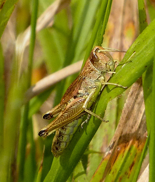 Meadow Grasshopper (f)