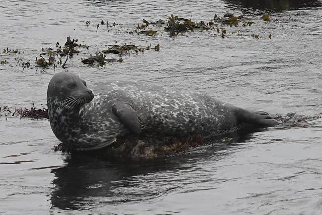 Harbor Seal Pescadero