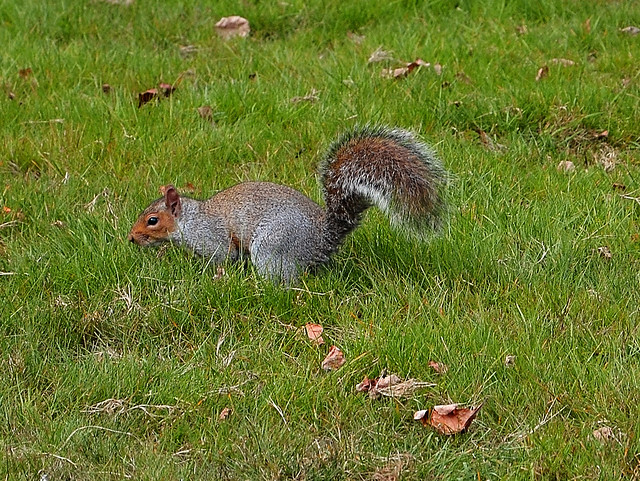 Wollaton Park Squirrel