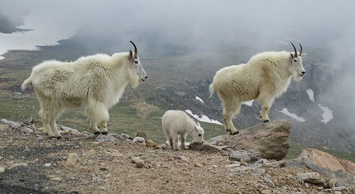 Mountain Goat | by tombenson76