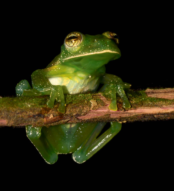 Centrolene savagei - Ranita de Cristal, Glass frog
