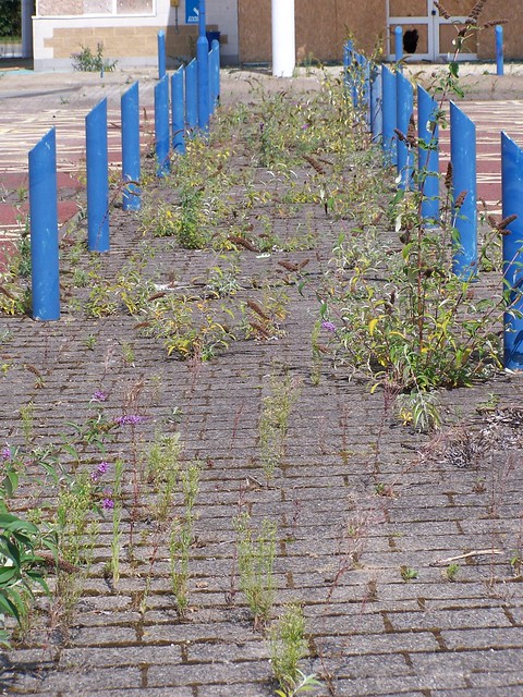 Bury Road P&R terminal public footpath overgrown 19-08-14