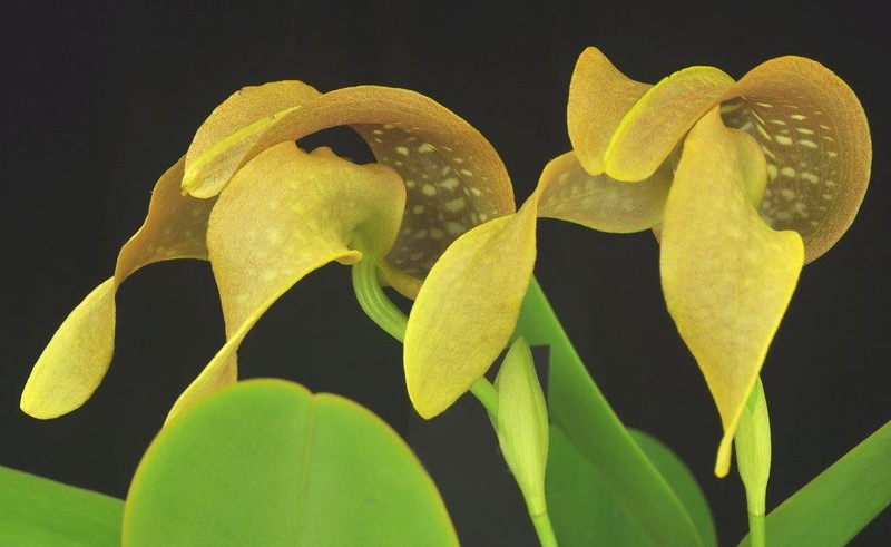 Bulb. grandiflorum 'Leonard's Leopard' AM/AOS