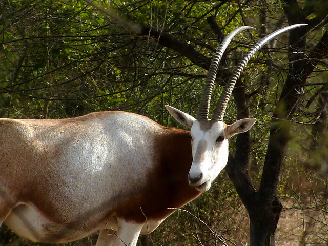 Scimitar-horned oryx/Oryx algazelle (Oryx dammah)