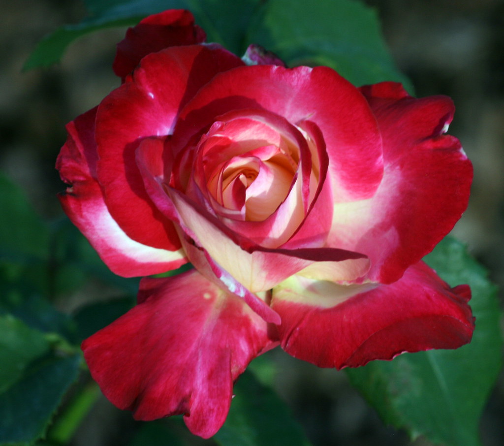 2014 Double Delight 2 | This rose has never failed to beauti… | Flickr