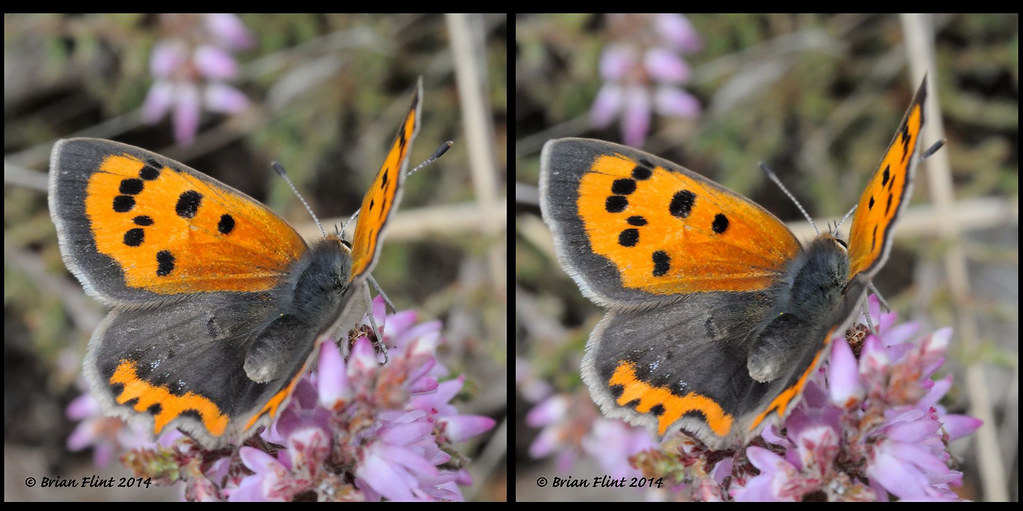 Small Copper Butterfly - 3d crossview