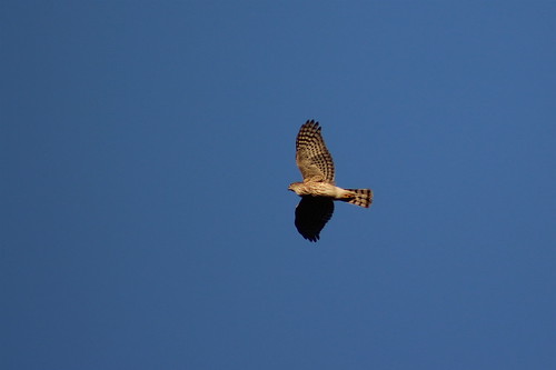 Sharp-shinned Hawk | by Festive Coquette