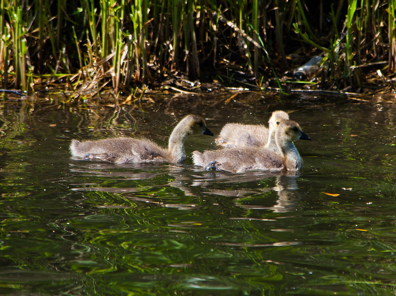 Canada goslings, Birmingham Canal