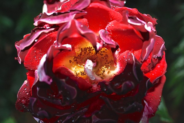 Burnt Red Dripping Rose 2