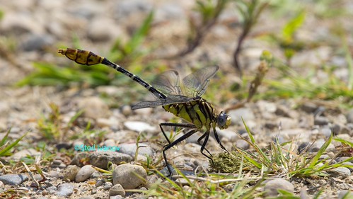 Flag-tailed Spinyleg | by Stoil Ivanov