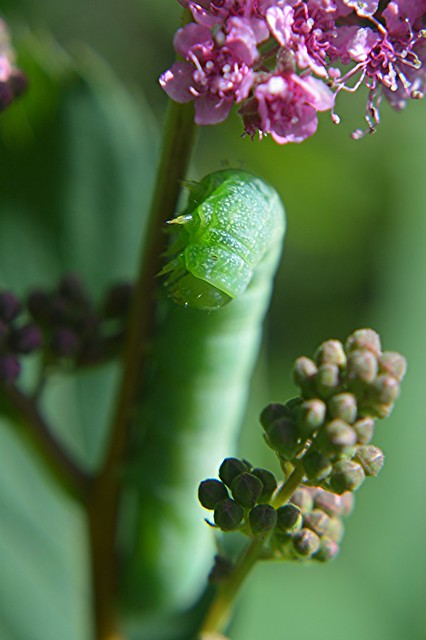 Green caterpillar on pink flowers