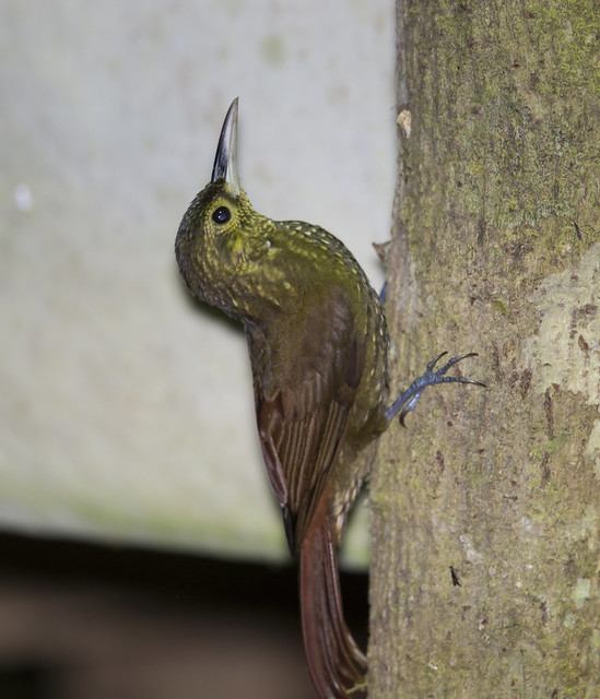 spotted woodcreeper