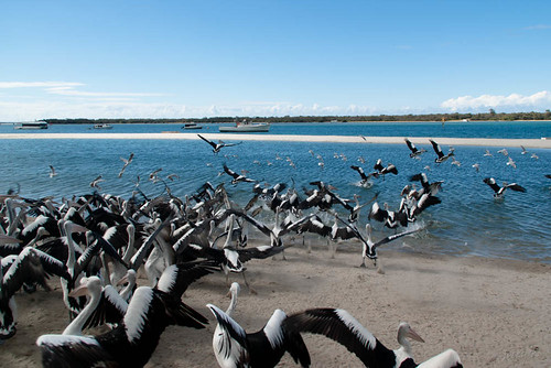 sea sky seascape pelicans water birds clouds boats sand labrador australia queensland goldcoast