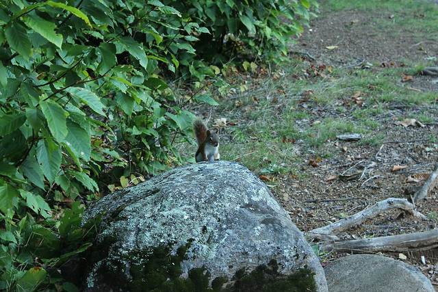 Squirrel, Actually Posed For Me.